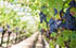 Vitivinicolo